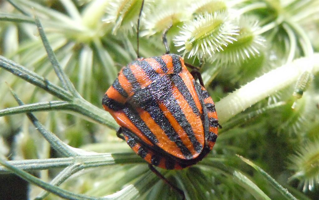 Graphosoma lineatum italicum